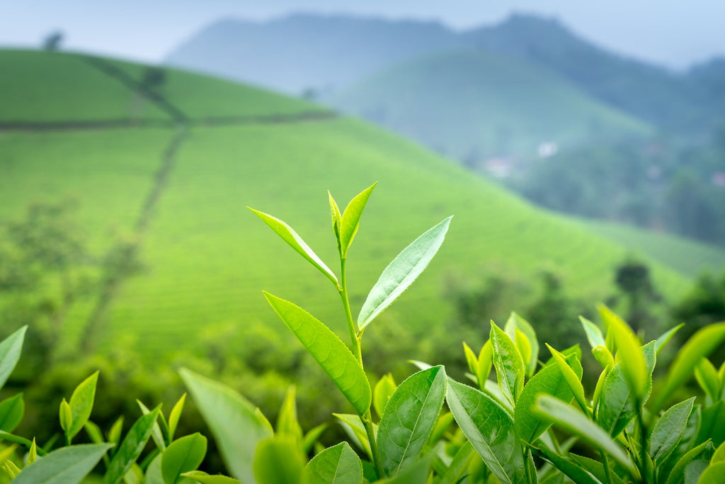 Reasons Why Your Green Tea Tastes Bad and How You Can Fix It