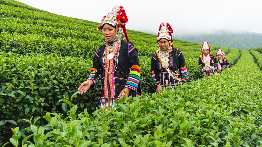 Assam – Festival of Tea: A Celebration of Culture, Flavors, and Tradition
