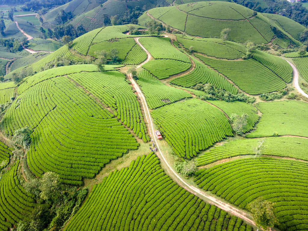 7 Indian Tea Regions You Need to Know About