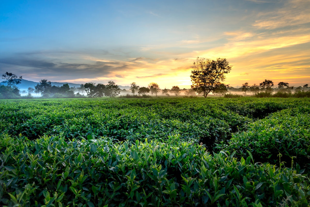 Do all teas come from the same plant? – The Tea Shelf