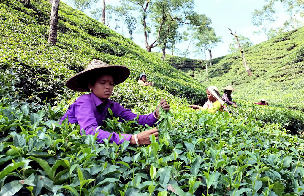 Why Does Assam Tea Taste the Way It Does?