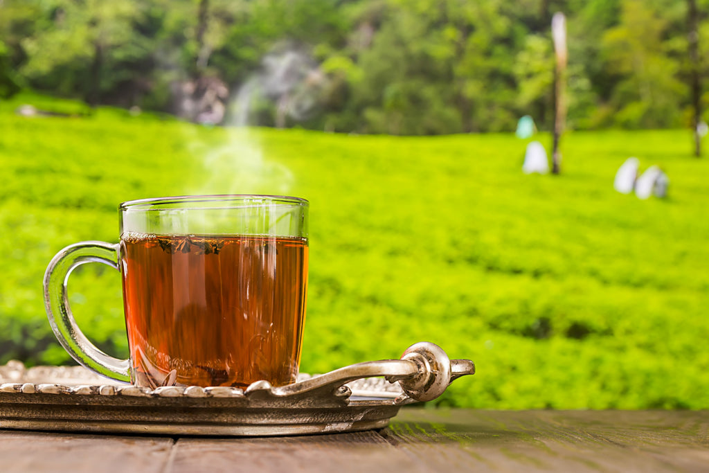 Guide to Darjeeling Tea and why it’s so special.